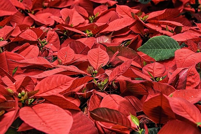 Holiday Plants