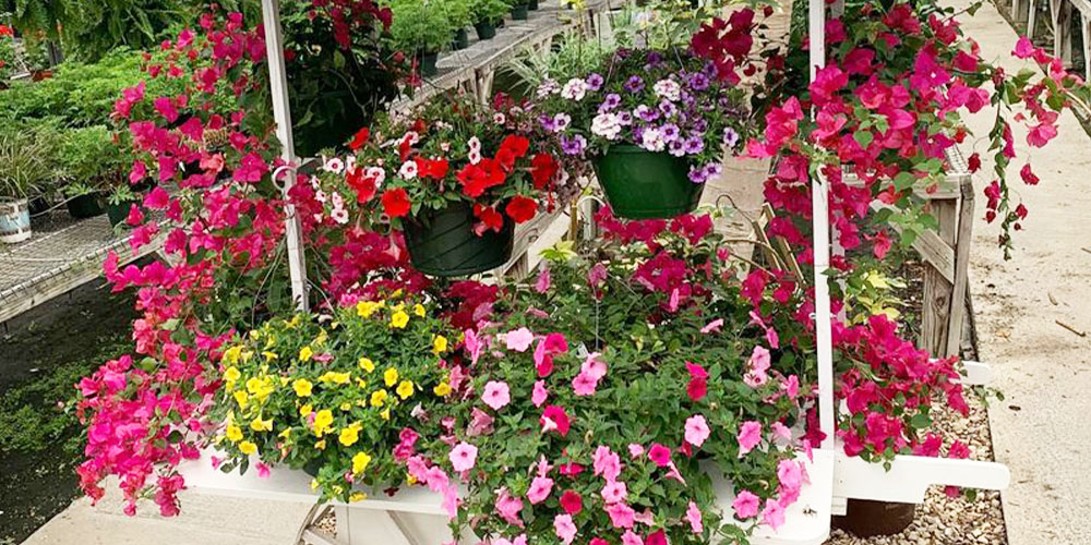 Pine Hills Nursery - Hanging Basket Care-hanging baskets on display