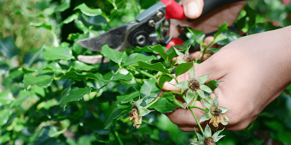 Pine Hills Nursery-deadhead rose bush