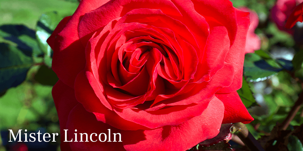 Pine Hills Nursery-mister lincoln rose