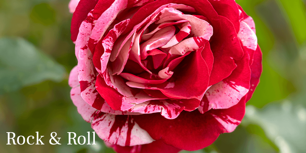 Pine Hills Nursery-rock and roll rose