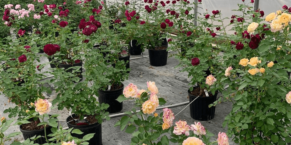 Pine Hills Nursery- roses in greenhouse