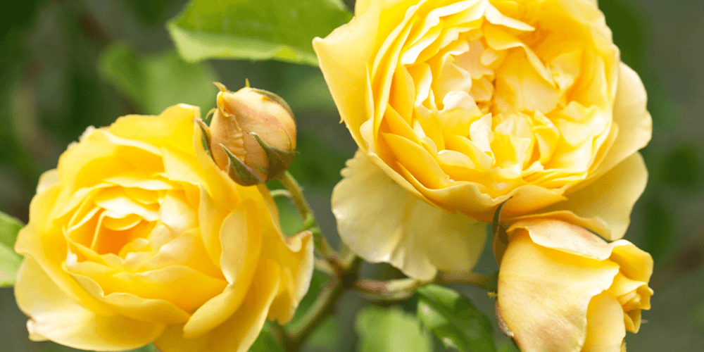Basic Rose Care: Featuring David Austin and Weeks Roses