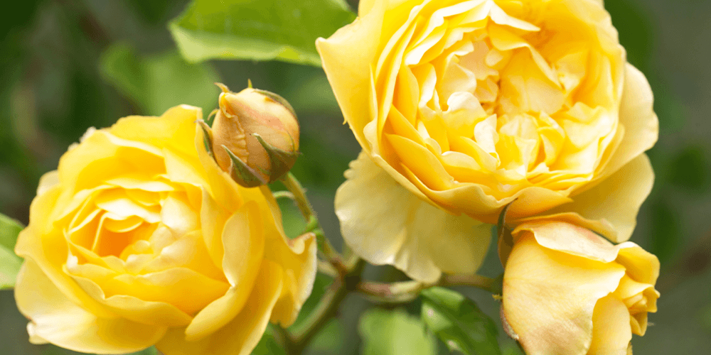 Basic Rose Care: Featuring David Austin and Weeks Roses | Pine Hills ...