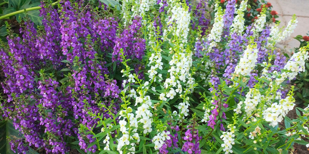 10 Heat-Tolerant Perennials to Plant This Spring