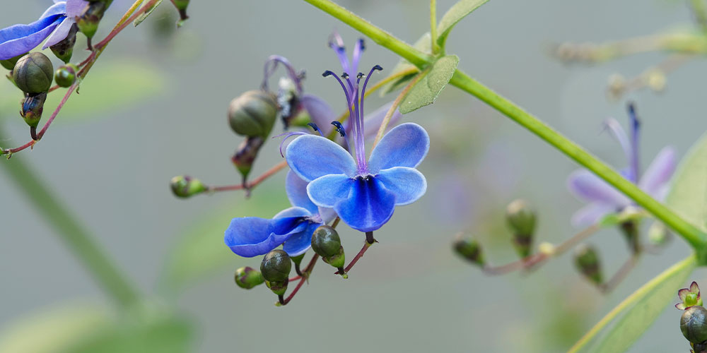 Pine Hills Nursery - Heat-Tolerant Perennials to Plant This Spring-blue butterfly plant