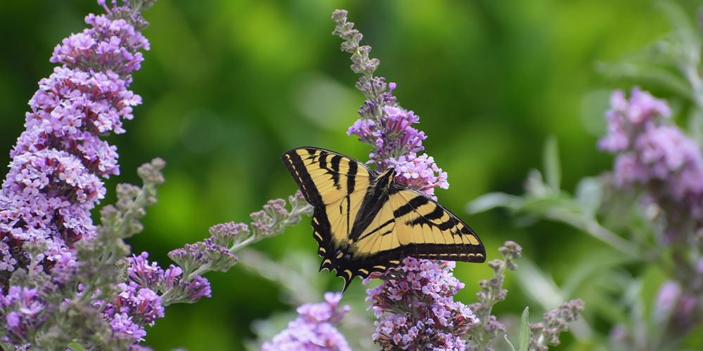 Pine Hills Nursery - Heat-Tolerant Perennials to Plant This Spring-butterfly bush plant