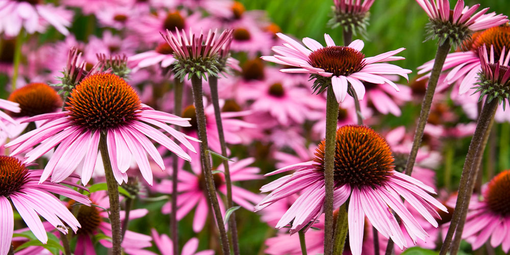 Pine Hills Nursery - Heat-Tolerant Perennials to Plant This Spring-coneflower in garden