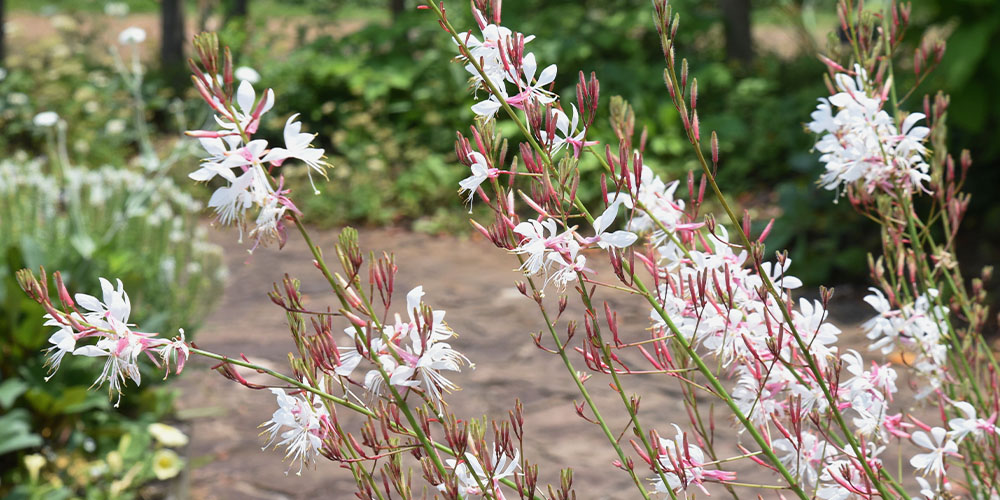 Pine Hills Nursery - Heat-Tolerant Perennials to Plant This Spring-gaura flowers