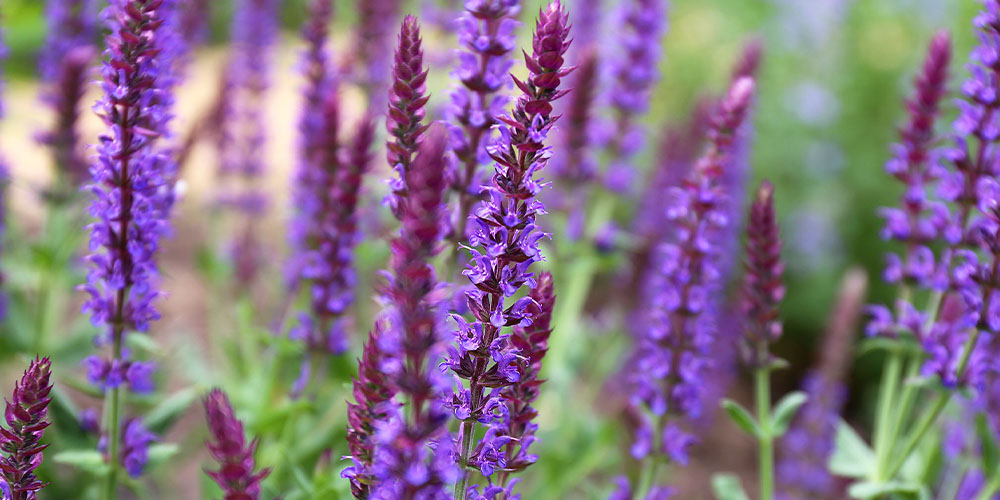 Pine Hills Nursery - Heat-Tolerant Perennials to Plant This Spring-salvia in garden