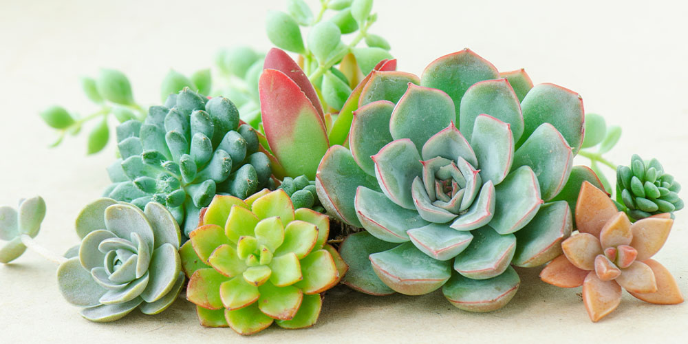Growing and Caring for Succulents