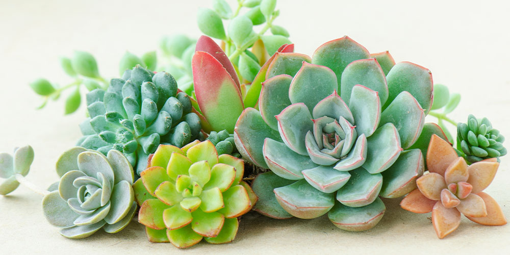 Pine Hills Nursery - Sweet Simple Succulents-pastel colored succulents