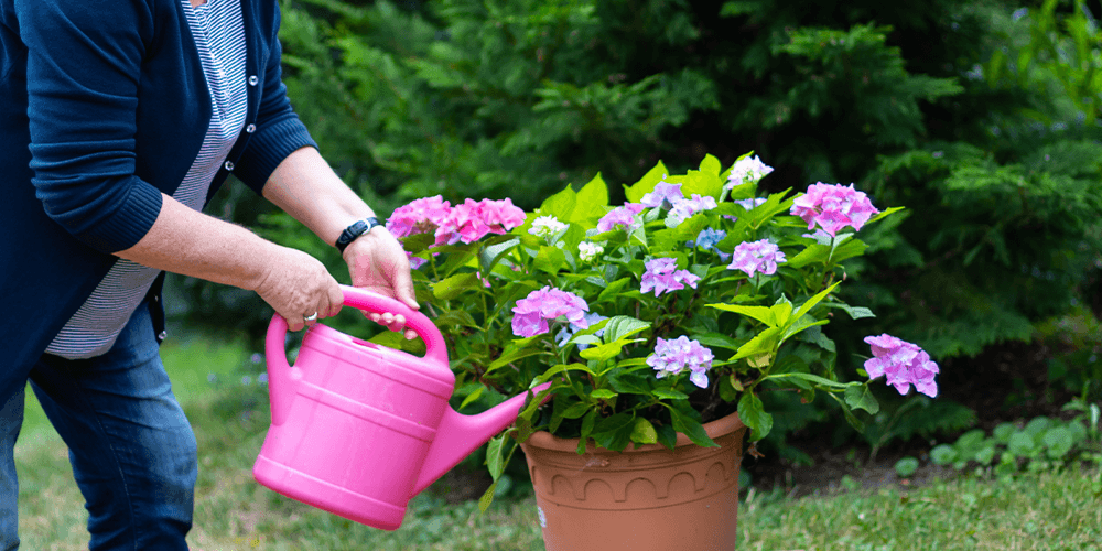 Pine Hills Nursery-WOMAN FERTILIZING FLOWERS