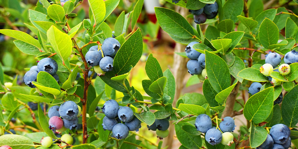 Pine Hills Nursery - What to Plant Citrus and Vegetables-blueberry bush