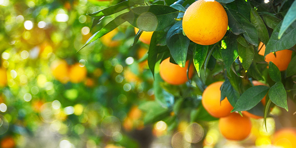 Pine Hills Nursery - What to Plant Citrus and Vegetables-mandarin orange tree