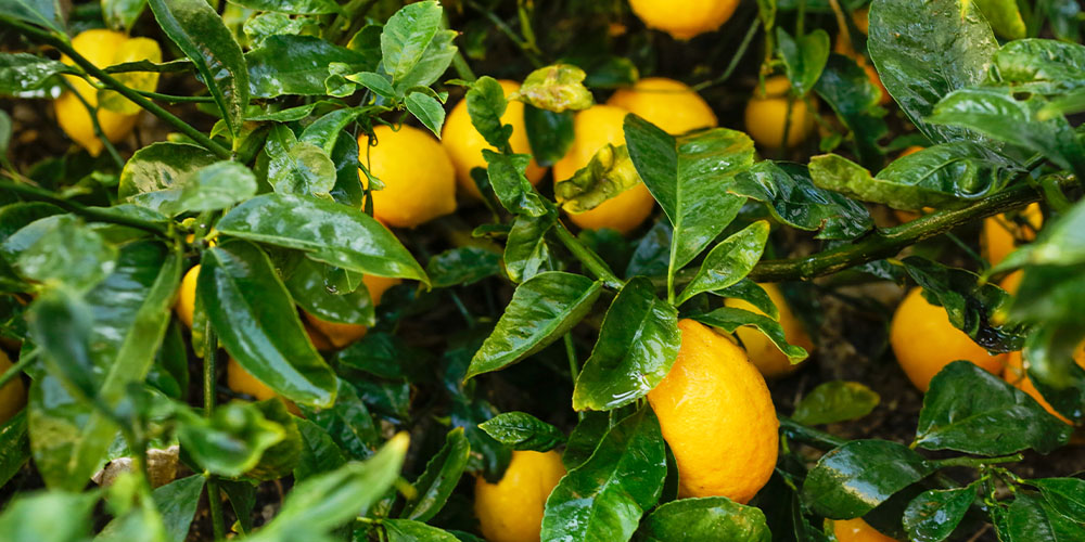 Pine Hills Nursery - What to Plant Citrus and Vegetables-meyer lemons