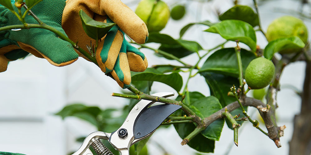 Pine Hills Nursery - What to Plant Citrus and Vegetables-pruning citrus tree