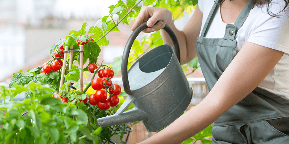 Pine Hills Nursery-fertilizing tomato plants