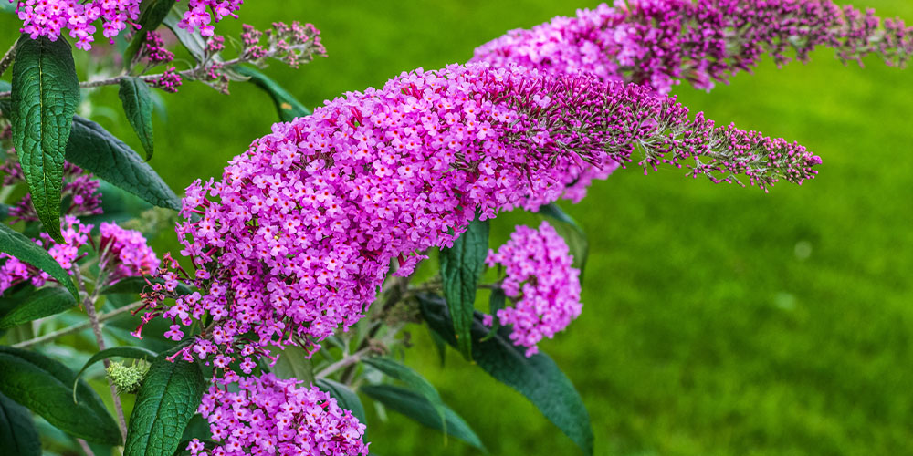 Pine Hills Nursery -Drought Tolerant Plants-buddleia plant