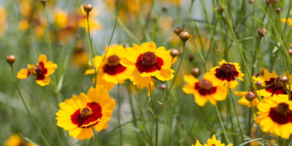 Pine Hills Nursery -Drought Tolerant Plants-coreopsis