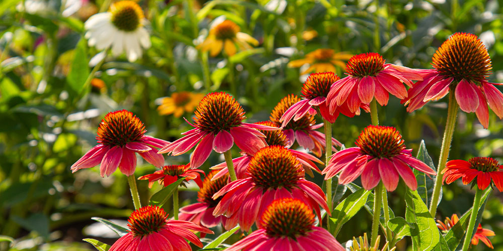 Pine Hills Nursery -Drought Tolerant Plants-echinacea