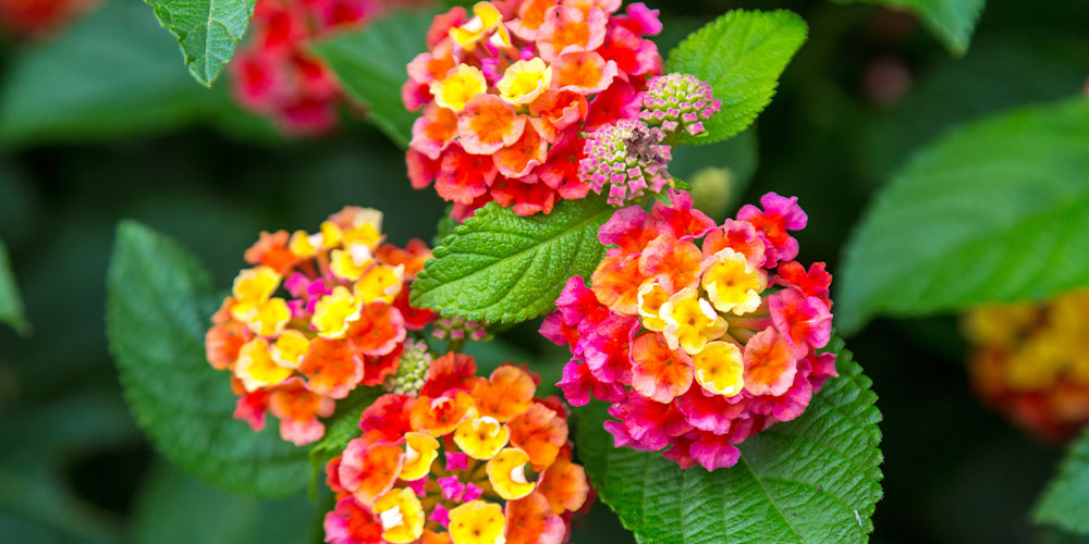 Pine Hills Nursery -Drought Tolerant Plants-lantana flowers