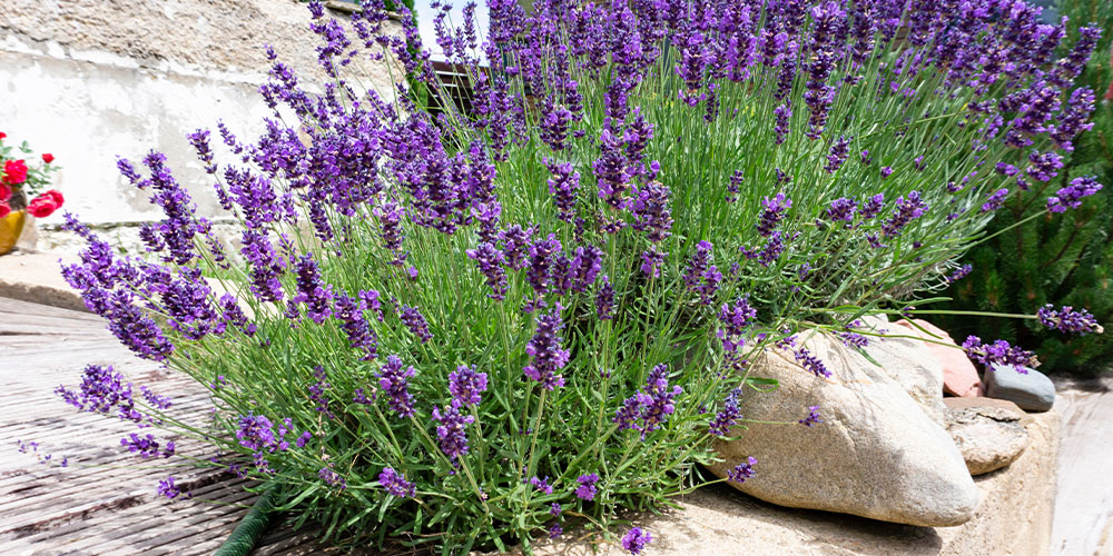 Pine Hills Nursery -Drought Tolerant Plants-lavender flowers
