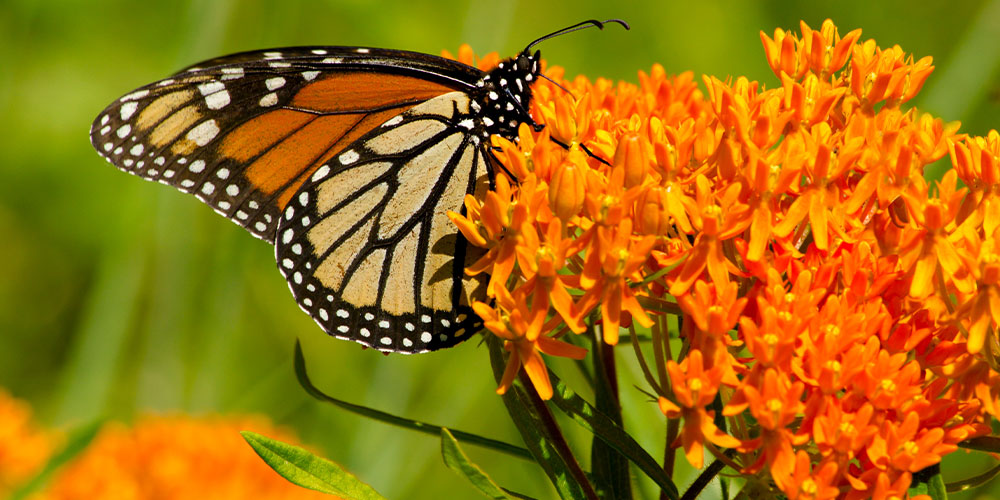 Pine Hills Nursery -Drought Tolerant Plants-milkweed