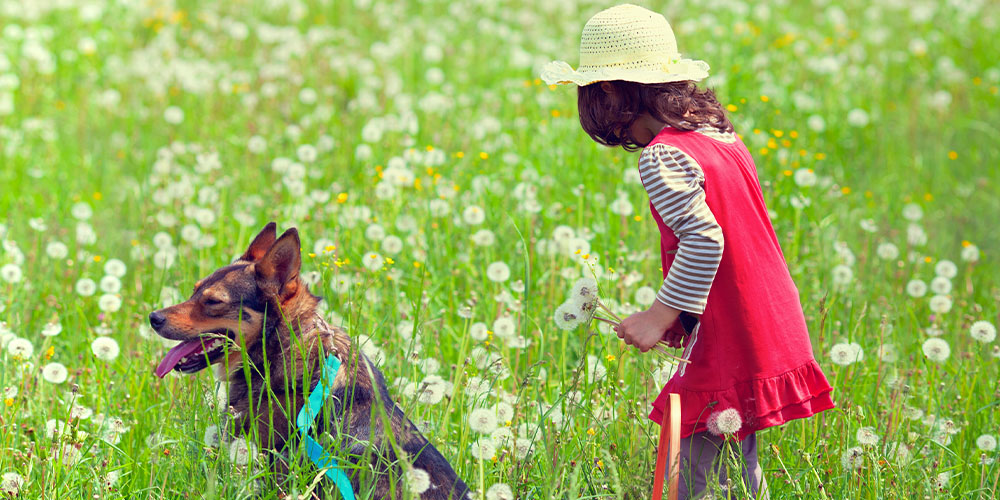 Pine Hills Nursery -Experiencing Nature with Your Kids-child and dog in dandelions