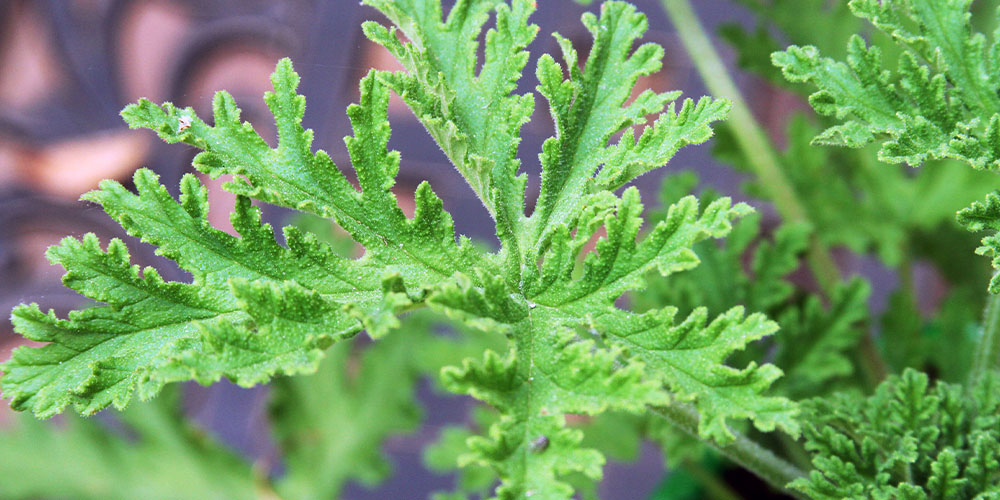 Pine Hills Nursery -Plant These Now to Deter Bugs all Summer -citronella foliage