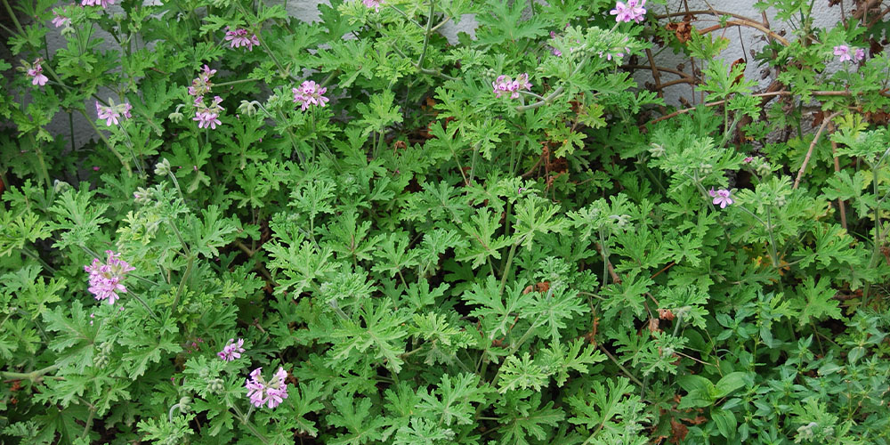 Pine Hills Nursery -Plant These Now to Deter Bugs all Summer -citronella geranium