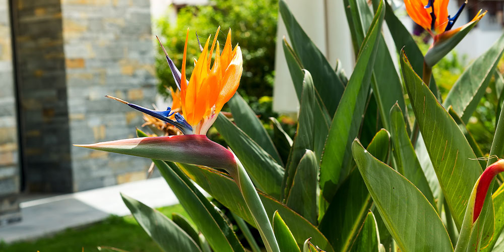 Pine Hills Nursery -Plants for the Poolside-bird of paradise plant