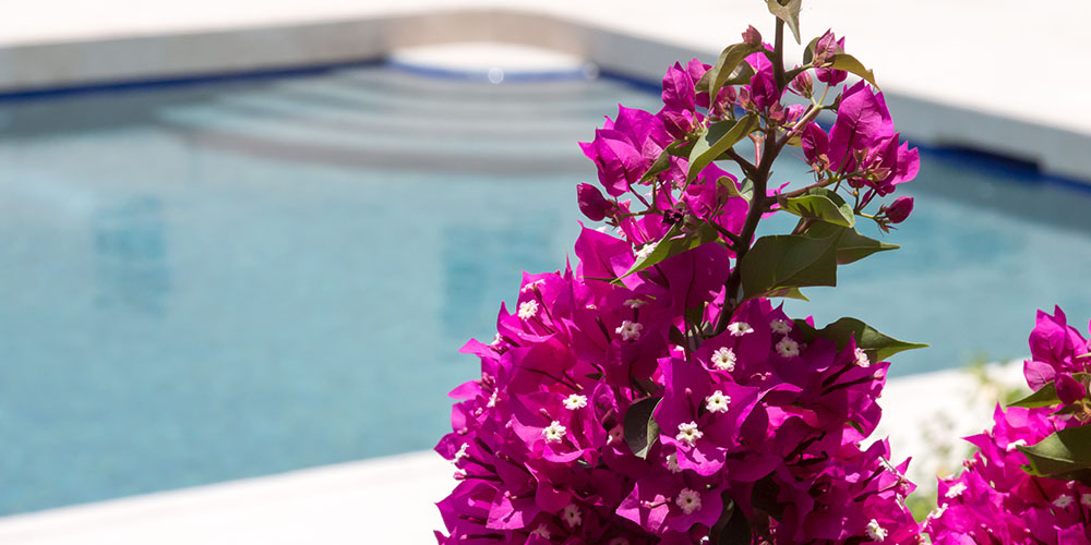 Pine Hills Nursery -Plants for the Poolside-bougainvillea