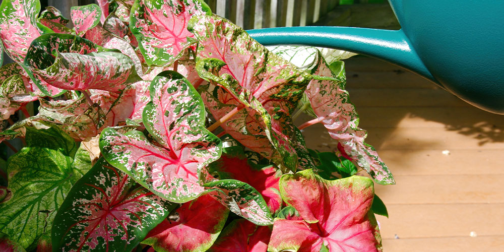 Pine Hills Nursery -Plants for the Poolside-caladium