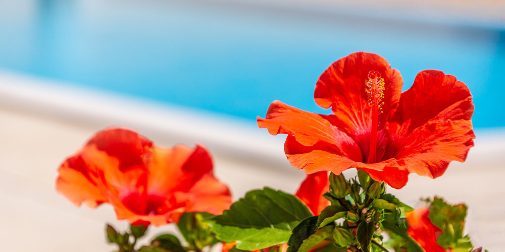 Pine Hills Nursery -Plants for the Poolside-hibiscus by pool