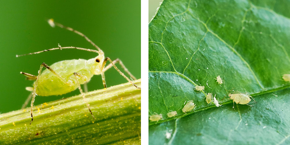 Pine Hills Nursery -Good Bugs vs Bad Bugs in the Garden -aphids on plant