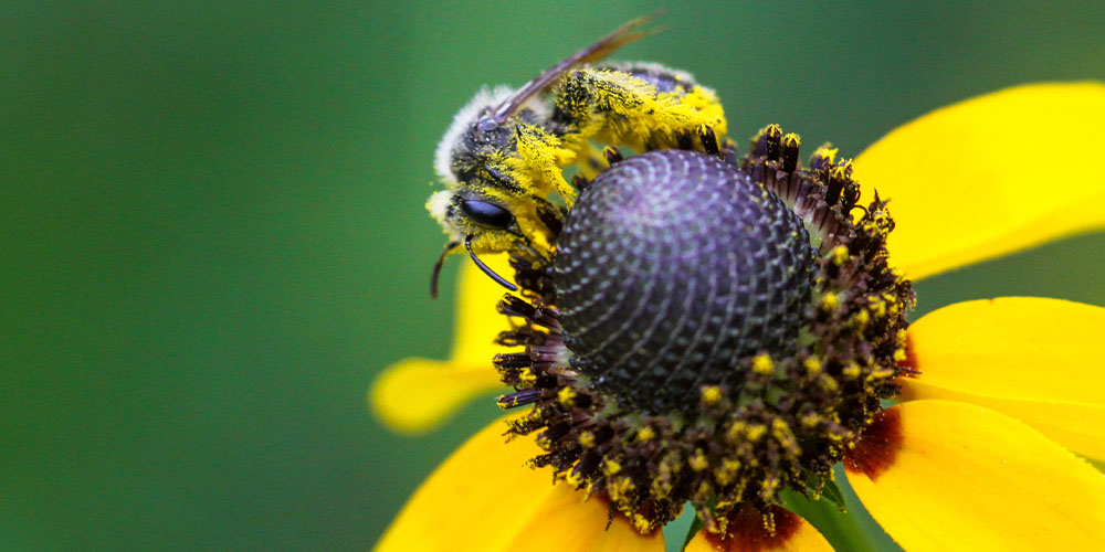 Pine Hills Nursery -Good Bugs vs Bad Bugs in the Garden -bee on yellow flower