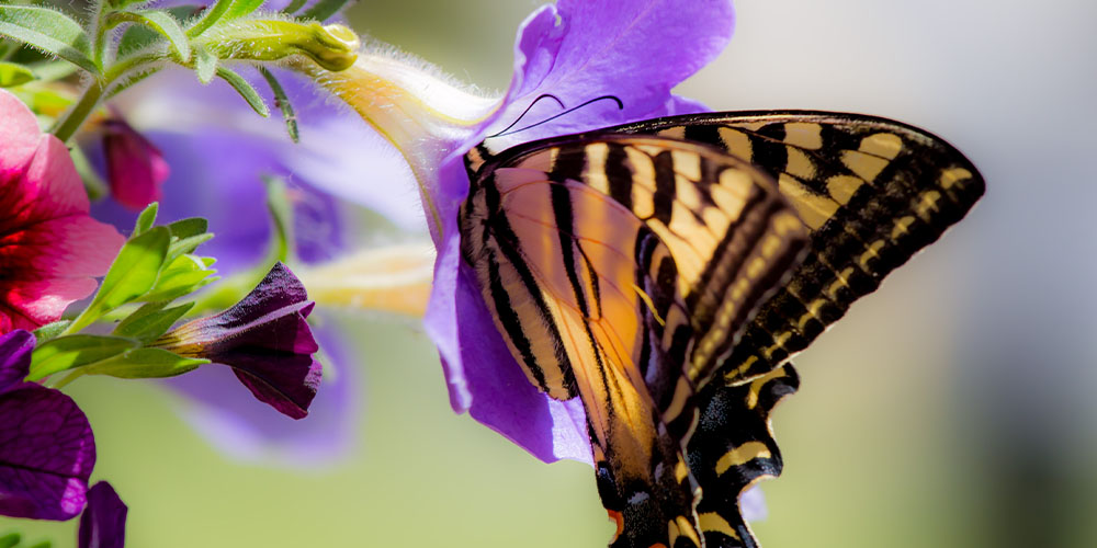 Pine Hills Nursery -Good Bugs vs Bad Bugs in the Garden -butterfly pollinating plant