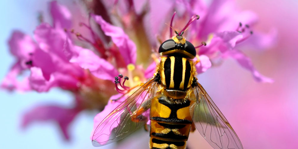 Pine Hills Nursery -Good Bugs vs Bad Bugs in the Garden -hoverfly on flower