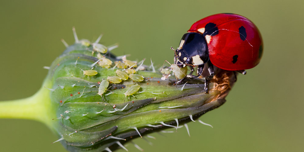 Pine Hills Nursery -Good Bugs vs Bad Bugs in the Garden -ladybug eating aphids
