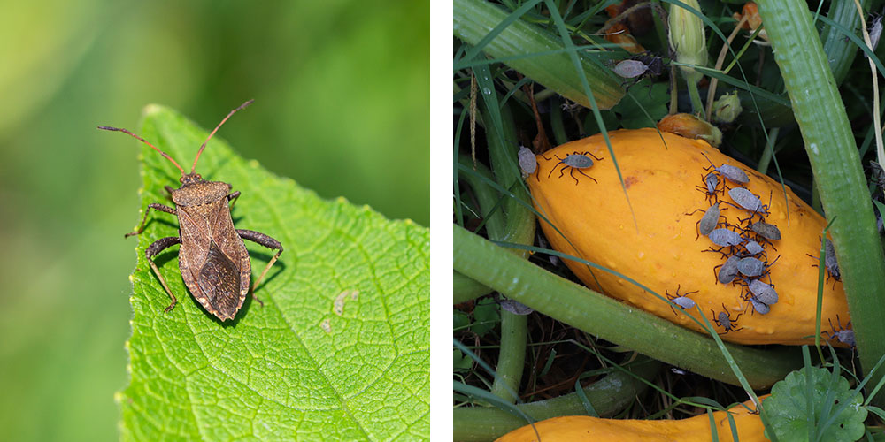 Pine Hills Nursery -Good Bugs vs Bad Bugs in the Garden -squash bugs