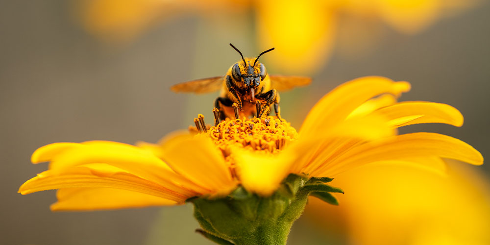 Pine Hills Nursery -Pollinator Friendly Gardening-bee on flower