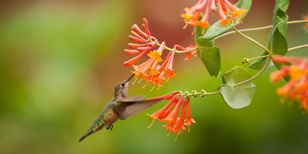 Pine Hills Nursery -Pollinator Friendly Gardening-hummingbird feeding