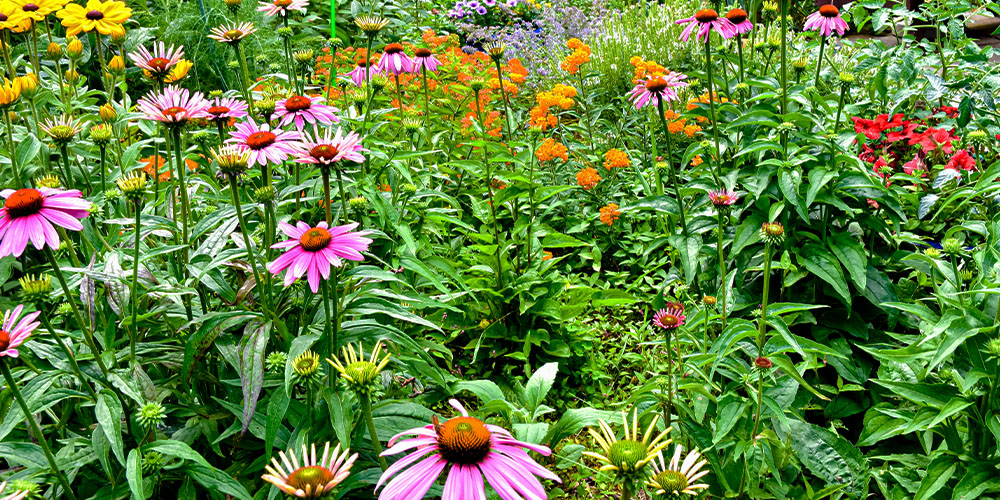 Pine Hills Nursery -Pollinator Friendly Gardening-native plants in garden