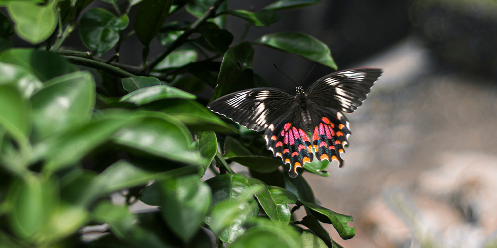 Pine Hills Nursery -Pollinator Friendly Gardening-swallowtail butterfly