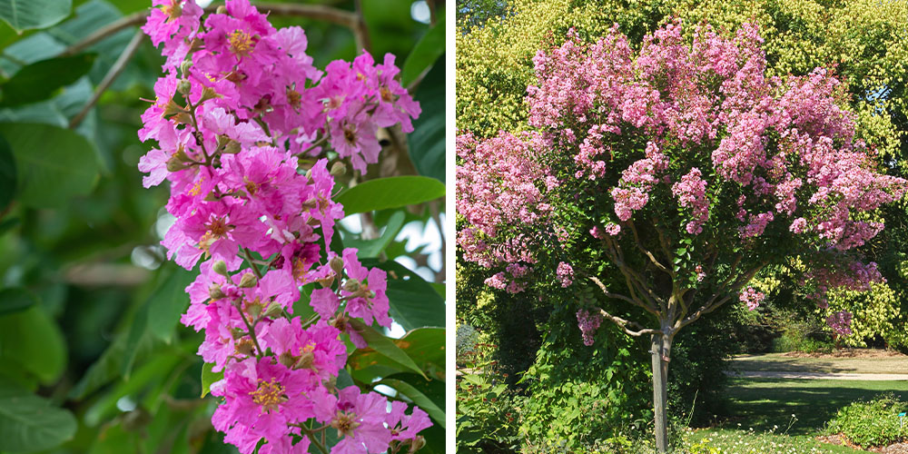 Pine Hills Nursery -Pruning Crepe Myrtle Trees-crepe myrtle tree blooms