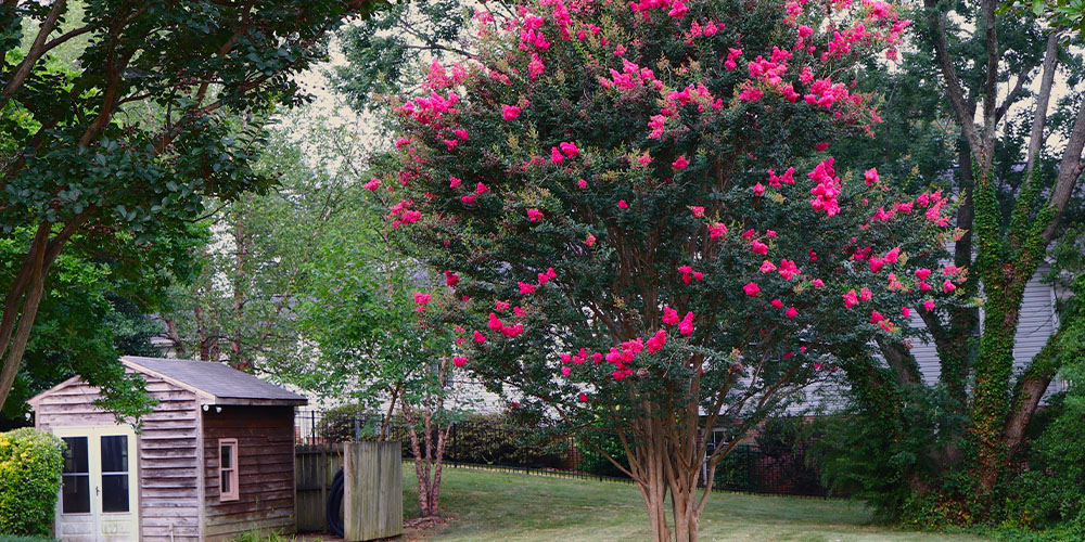 Pine Hills Nursery -Pruning Crepe Myrtle Trees-crepe myrtle tree in backyard