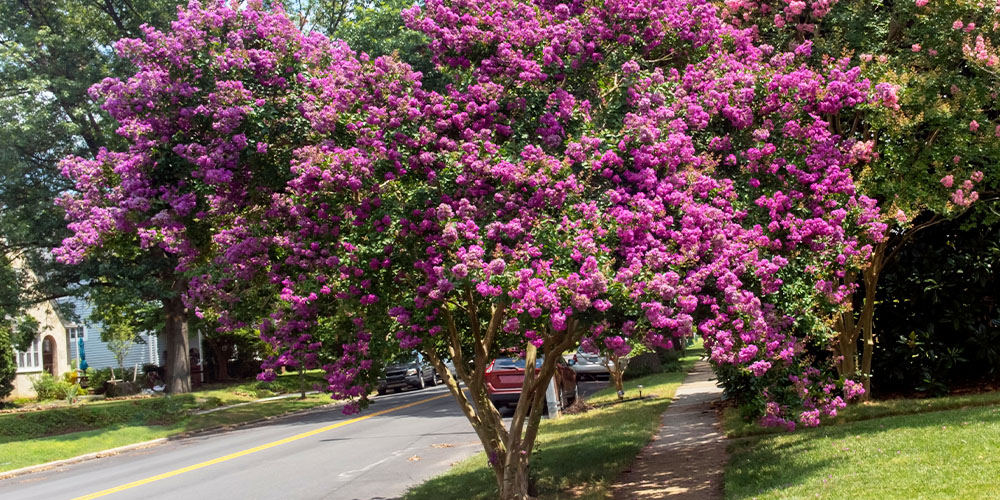 Pine Hills Nursery -Pruning Crepe Myrtle Trees-pink blooming crepe myrtle