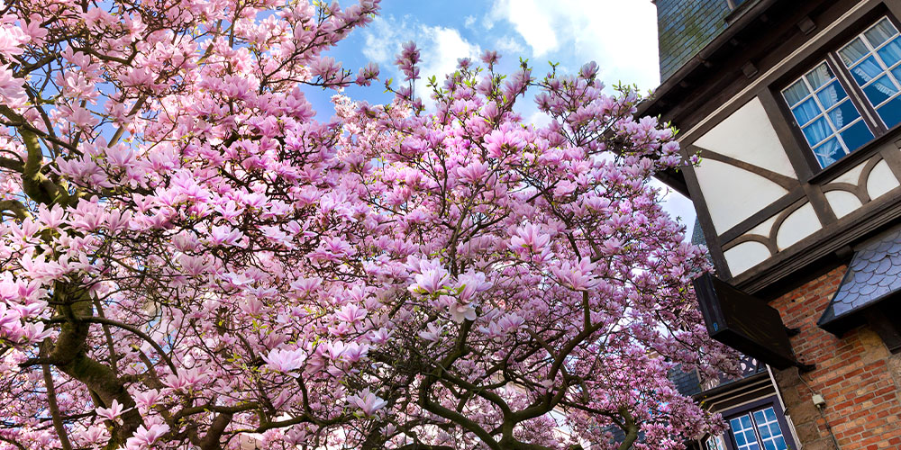 Pine Hills Nursery -The Best Trees for Your Yard -crepe myrtle tree