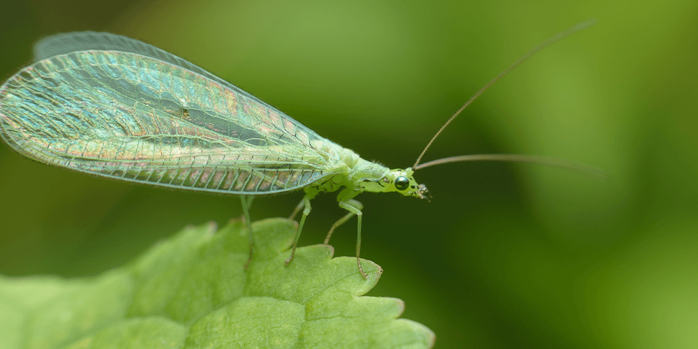 pine hills nursery -lacewing bug